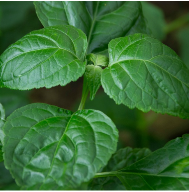 Indonesian Patchouli Leaf