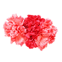 Carnation