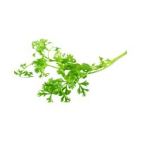 Coriander