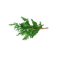 Cedar