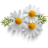 Chamomile