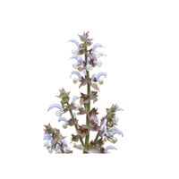 Clary Sage