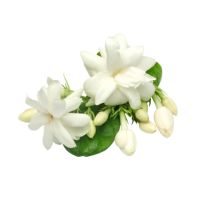 Egyptian Jasmine