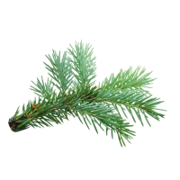 Fir