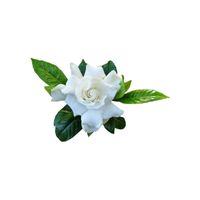 Gardenia