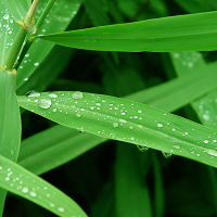 Haitian Vetiver