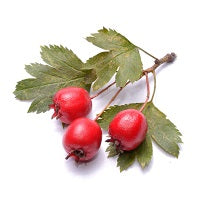 Hawthorn