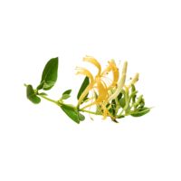 Honeysuckle