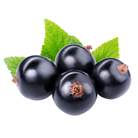 Black Currant