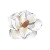 Magnolia