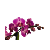 Orchid