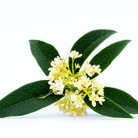 Osmanthus