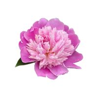 Peony