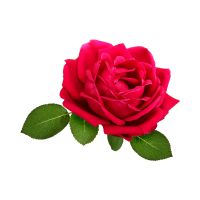 Turkish Rose