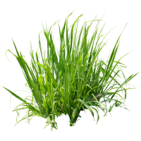 Grass