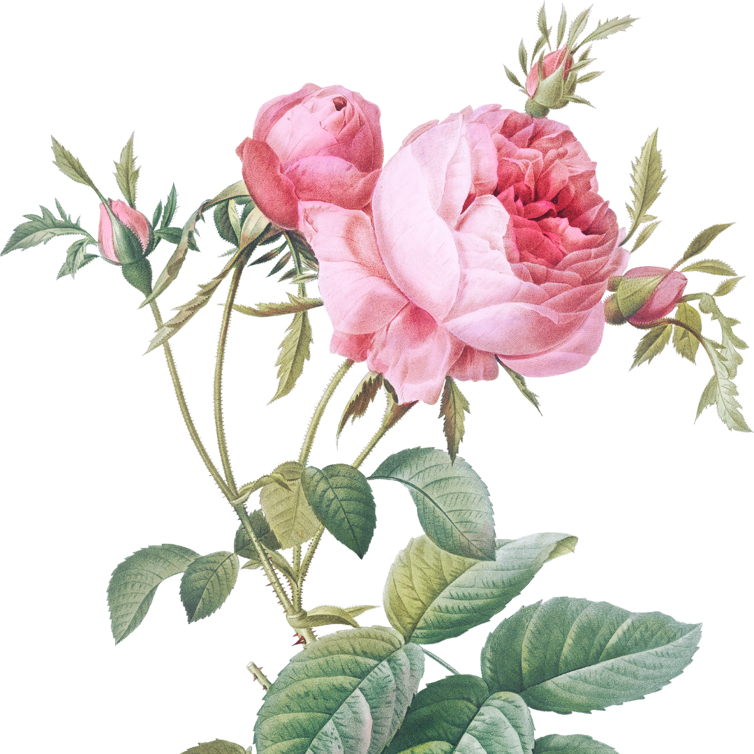 Rose de Mai