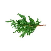 Virginia Cedar