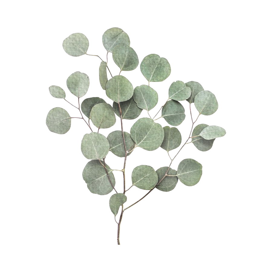 Eucalyptus