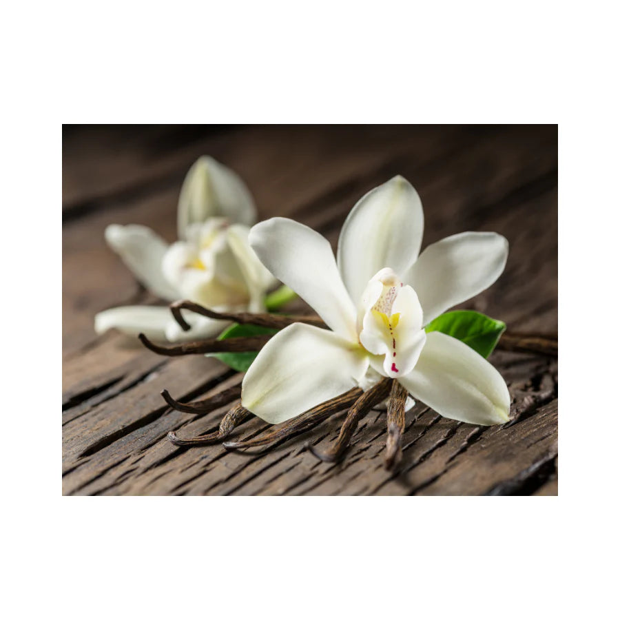 Vanilla Orchid