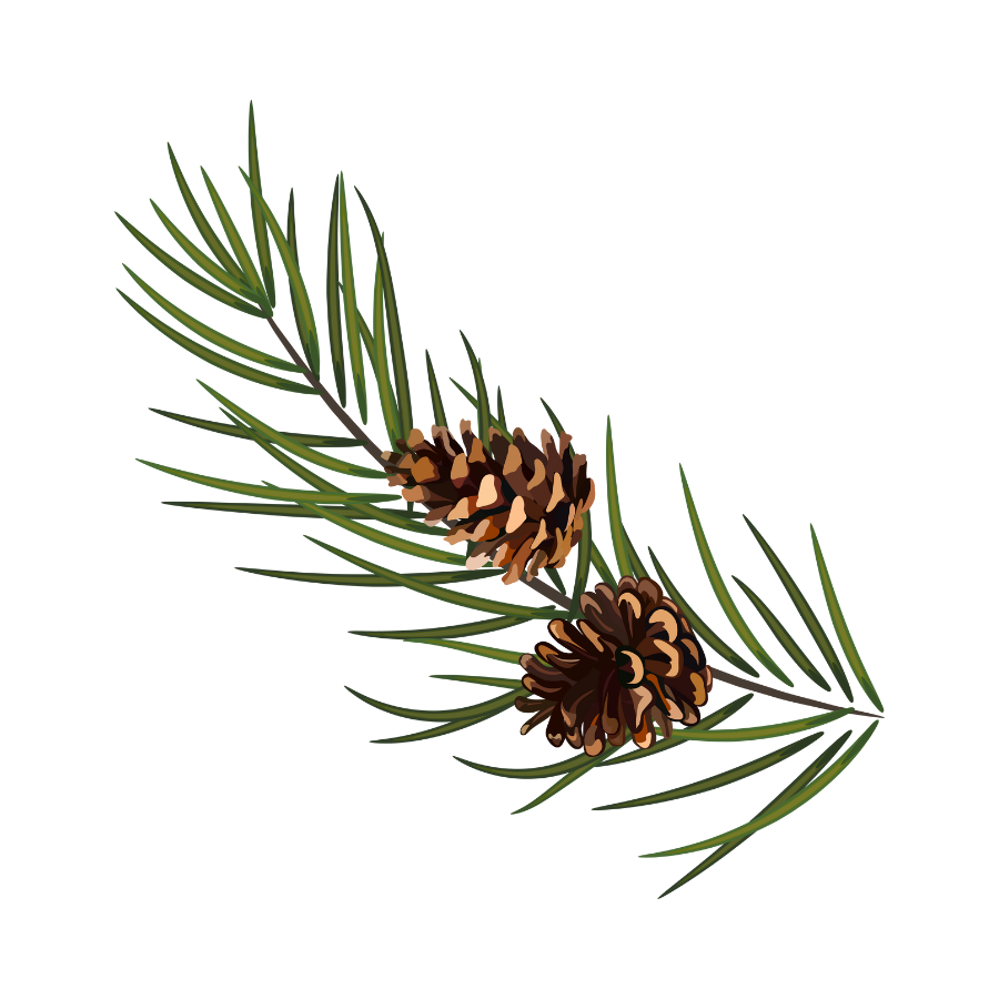 Cedar Needles