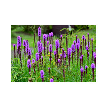 Liatris