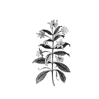 Agathosma