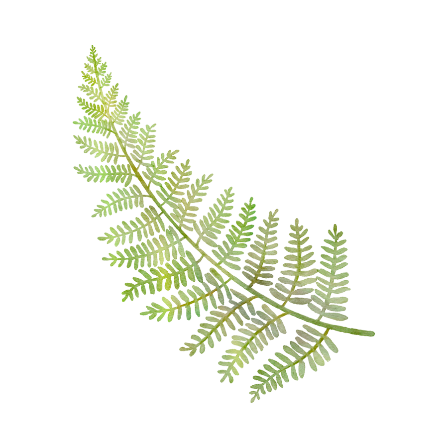 Fern