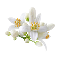 White Floral