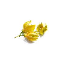 Ylang-Ylang