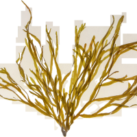 Seaweed