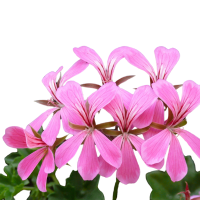 Pelargonium