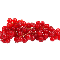 Red Currant