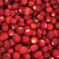 wild strawberry