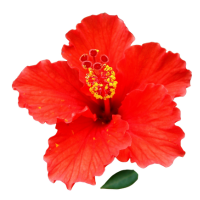 Hibiscus