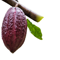 Cacao Pod