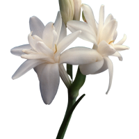 Indian Tuberose