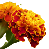 Tagetes