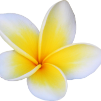 Frangipani