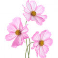 Cosmos Flower