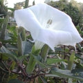 Datura