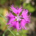 Fringed Pink