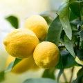 Lemon Tree