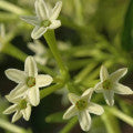 Night Blooming Jasmine