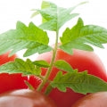 Tomato Leaf